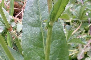 A sóska (Rumex acetosa)