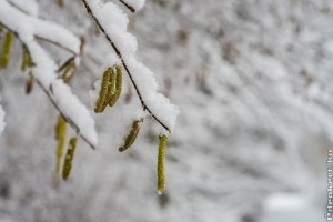 Hogyan védjük a növényeket a fagytól?