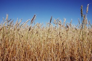 Természetbarát agroüzemanyag-előállítást!