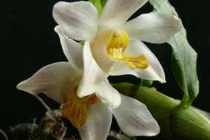 Orchideák Napja a Füvészkertben 2011