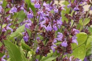 A gyógyító zsálya (Salvia officinalis): ennyi mindenre jó