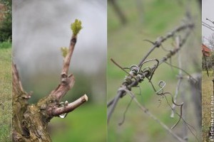 Szőlőmetszés kezdőknek: ezeket sokan nem tudják