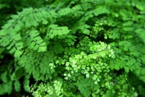 A kedves vénuszfodorka (Adiantum raddianum)