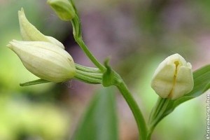 Védett orchidea nyílik a Szegedi Vadasparkban