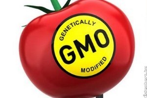 Magyarország továbbra is a GMO-mentesség mellett van