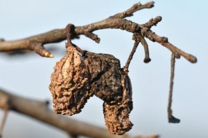 Mi legyen az utolsó őszi növényvédelmi kezelés?