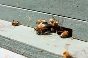 A méhek negyede elpusztult az elmúlt hónapokban