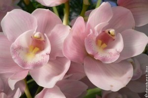 Cymbidium, a Himalája királynője