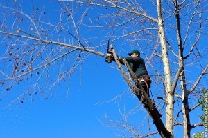 Fák ifjító metszése: ezeket a hibákat sokan elkövetik