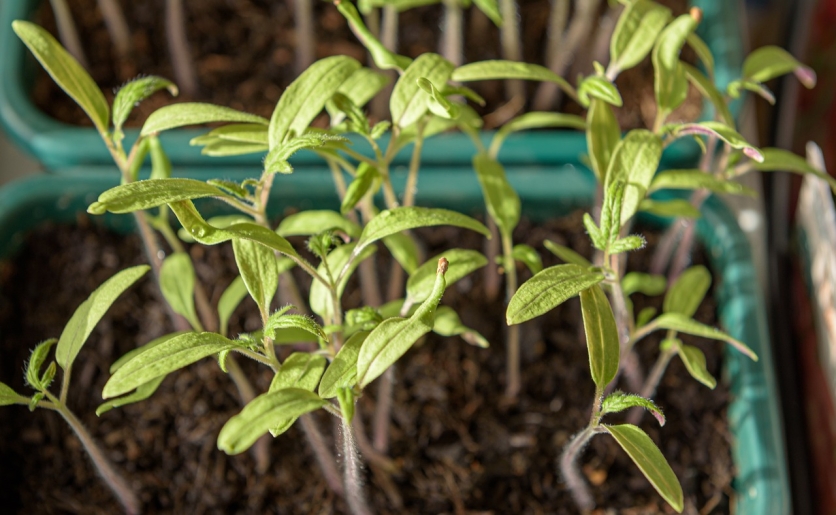 Elmondjuk, mitől dőlhet meg a paprika-és a paradicsompalánta