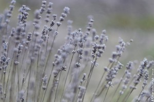 Novemberben is meg lehet metszeni a levendulát, és kell-e védeni a fagytól?