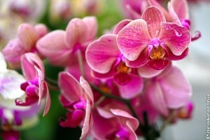 Hogyan öntözzük az orchideát? Tippek a gyönyörű virágzásért