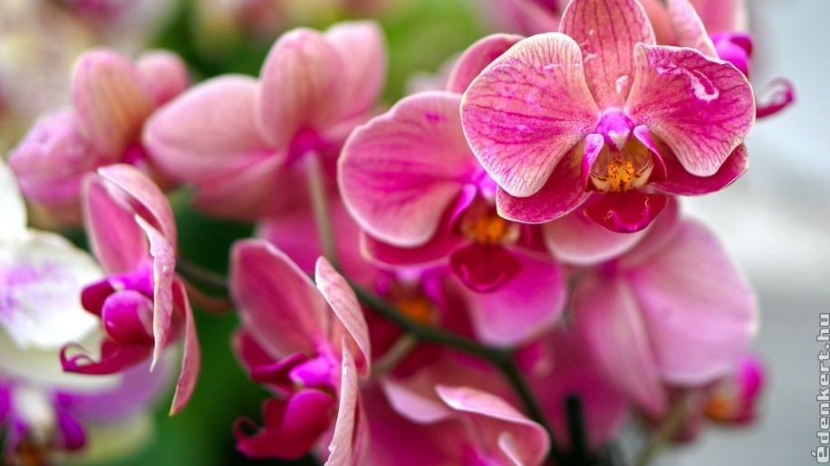 Hogyan öntözzük az orchideát? Tippek a gyönyörű virágzásért