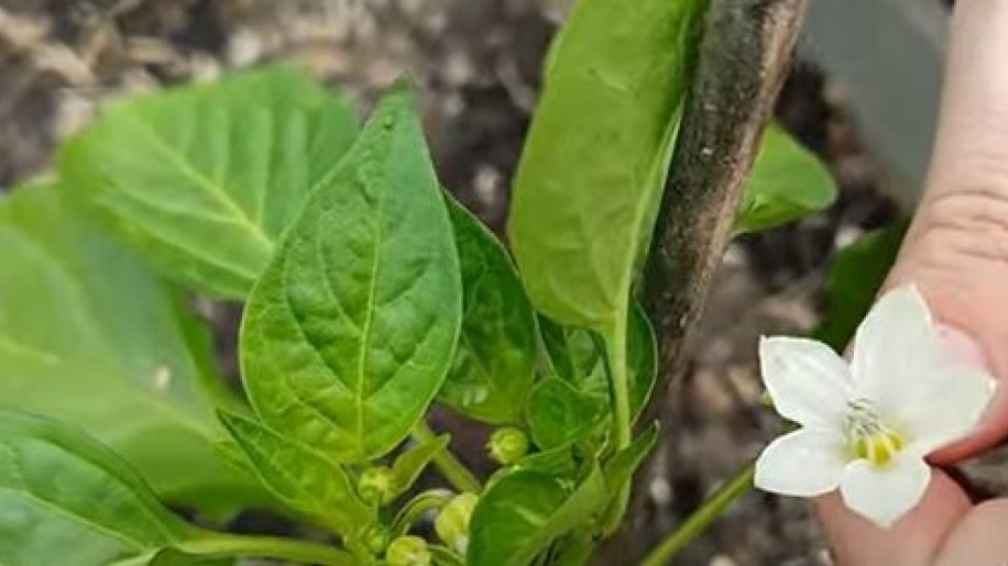 Ha ezt teszed a virággal, rengeteget terem a paprika